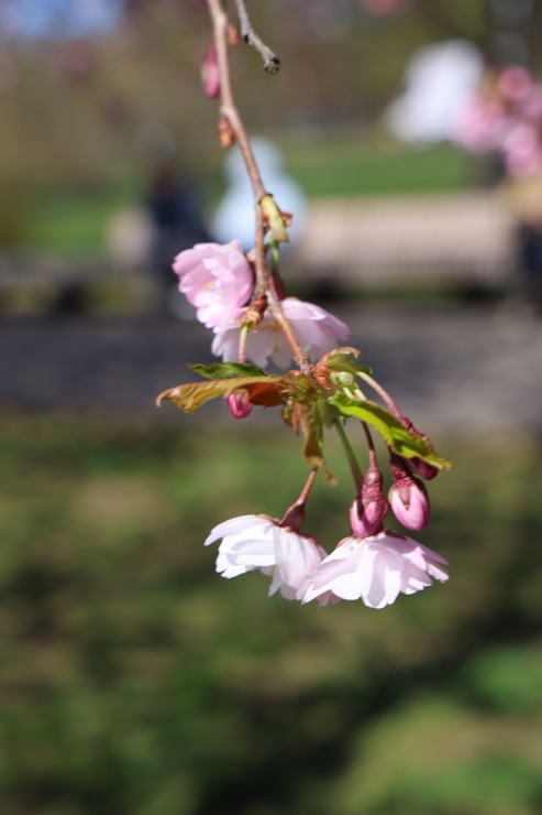 Rīgā, Uzvaras parkā, sāk ziedēt sakuras 390666