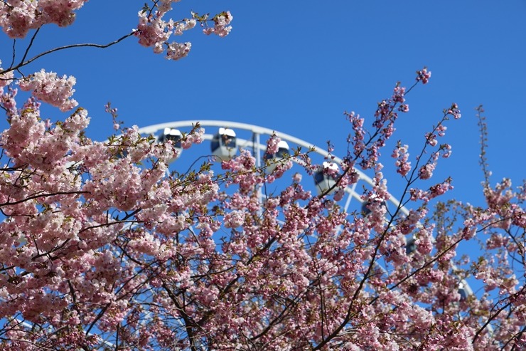 Rīgā, Uzvaras parkā, sāk ziedēt sakuras 390645