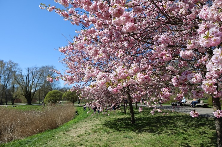 Rīgā, Uzvaras parkā, sāk ziedēt sakuras 390648