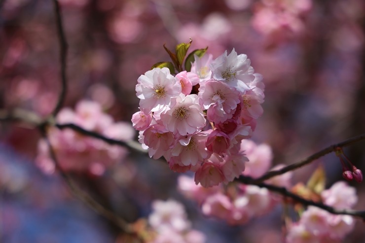 Rīgā, Uzvaras parkā, sāk ziedēt sakuras 390649