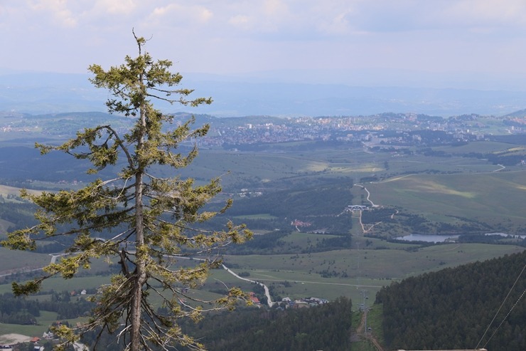 Sadarbībā ar «airBaltic» braucam ar Zlatibor gaisa trošu vagoniņu «Gold Gondola» 9 km garumā 393241
