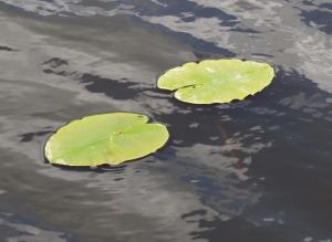 Izbaudām SUP dēļu braucienu no Brocēnu puses Cieceres ezerā 18