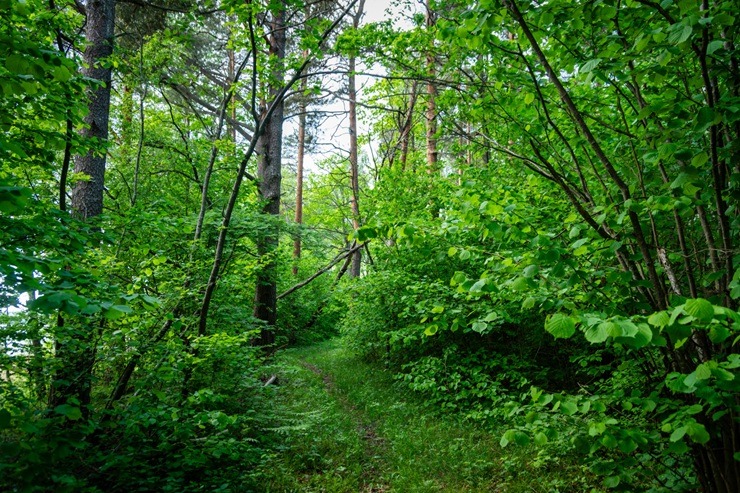 Upursala – Cirīša ezera lielākā sala ar teikām apvīto Upurkalnu un mēness sirpim līdzīgu siluetu 395182