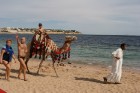 Pastaiga ar kamieļiem pa pludmali 10
