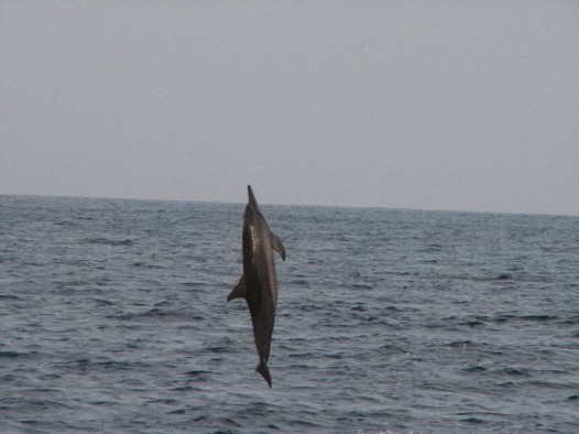 Desmitiem delfīnu pirms saulrieta nododas rotaļām, kas ikviena vērotāja sirdij liek atvērties sajūsmā. Salto, pirueti, skriešanās un lēcieni, tas viss 19733