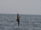 Desmitiem delfīnu pirms saulrieta nododas rotaļām, kas ikviena vērotāja sirdij liek atvērties sajūsmā. Salto, pirueti, skriešanās un lēcieni, tas viss 9