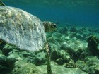 Bruņurupuči, rajas, haizivis, murēnas, simtiem zivju šķirņu un koraļu paveidu - tas viss vienā mazās (var nesteidzoties apiet 10 minūtēs) Biyadhoo sal 11