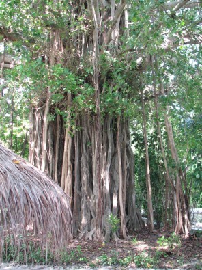 Liānu koks viens pats spēj izveidot mūžameža noskaņu pat iekopta parka nostūrī 19791