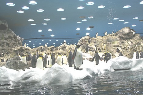 Parkā ir iekārtots pasaulē lielākais pingvinārijs 19863