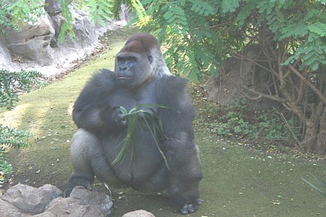 Starp lepnajiem tropu augiem lieliski jūtas arī sešas gorillas, kas pirms dažiem gadiem tika atvestas no dažādiem Eiropas zooloģiskajiem dārziem kā dz 19865