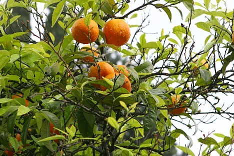Savvaļas mandarīni jau gatavi 22174