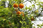 Savvaļas mandarīni jau gatavi 9