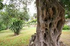 Pils parks ar veca Olīvkoka stumbru priekšplānā. Olīvkoku vecums var pārsniegt 550 gadus 12