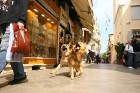 Suņus Kerkyra pilsētas ielās nereti var sastapt brīvsoli 1