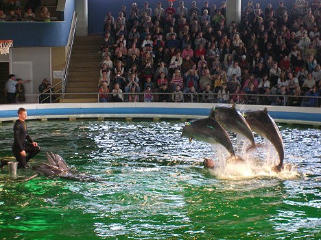 Delfinārijā pavisam dzīvo 8 delfīni, kas ar šoviem priecē apmeklētājus 22485