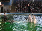 Delfīnu šovs ilgst 45 minūtes. Delfīnu šovi notiek katru dienu noteiktos laikos: 12.00 un 15.00 5