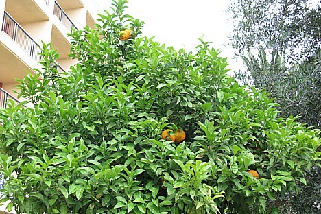 Pie viesnīcas augošais apelsīnu koks 23499