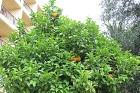 Pie viesnīcas augošais apelsīnu koks 8
