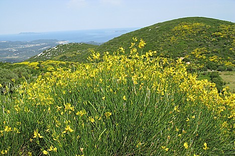 Brauciens uz Korfu salas augstāko virsotni 23595