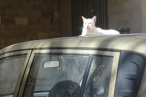 Tipiska parādība Maltā: pusdienas karstumā kaķi atpūšās uz automašīnu jumtiem 23616