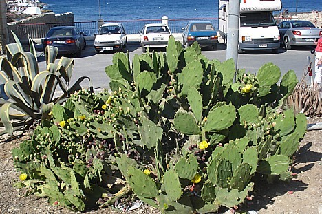 Malta tiek dēvēta arī par kaktusu paradīzi 23618