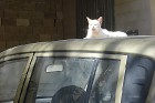 Tipiska parādība Maltā: pusdienas karstumā kaķi atpūšās uz automašīnu jumtiem 3