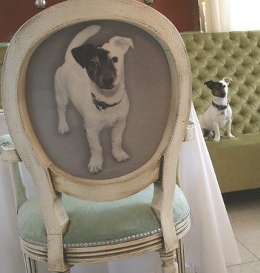 Uz restorāna krēsliem un originālā veidā suns - Šiko 24215