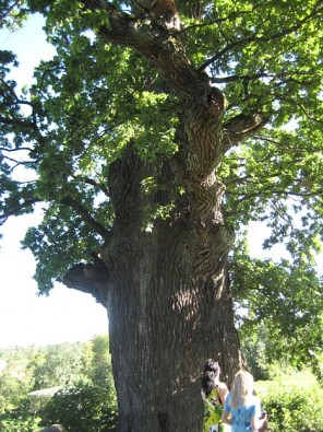 Turbu dižozols (lielākais ozols Ogres rajonā un otrais augstākais Latvijā, 800 gadus vecs) 25862