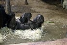 Frankfurtes Zoodārzā var aplūkot pavisam mīlīgus un aizkustinošus skatus 5