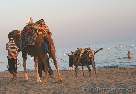 Pludmales teritorijā ik pa brīdim parādās arī vietējā eksotika, kas vilina roku pēc fotoaparāta vai ari izkustēšanās kamielā mugurā 28714