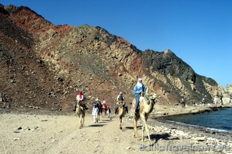 Ras Abu Galum ekskursijas laikā Jūs veicat konkrētu ceļa posmu gar Sarkanās jūras krastu – sēžot kamieļa mugurā 29480