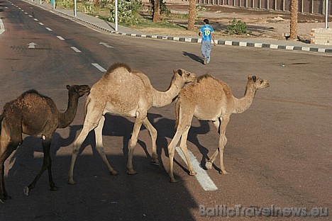 Tabā ir sastopami savvaļas kamieļi, kas satiksmi uz ceļiem padara krietni interesantāku 29540