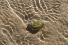 Pludmales tuvumā no smiltīm izpeld dažādi gliemežvāki 6