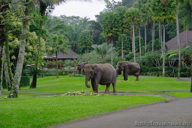 Ceļotājiem patīk uzkavēties Sumatras ziloņu safari parkā, kas ir vienīgais šāda veida parks Indonēzijā 30114