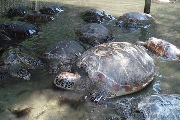 Bruņurupuču audzēta 30116
