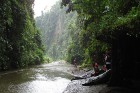 Ajungas upi labprāt izmanto ūdens tūristi, lai mierīgā veidā no ūdens skata iepazītu džungļus 12