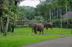 Ceļotājiem patīk uzkavēties Sumatras ziloņu safari parkā, kas ir vienīgais šāda veida parks Indonēzijā 13