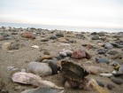Vietām jūras piekraste ir klāta sīkiem akmentiņiem, starp kuriem ir arī pa kādam gliemežvākam 17