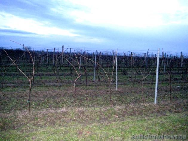 Morāvija ir tipisks vīndaru reģions 32442