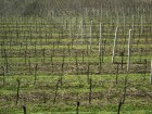 Šeit atrodas arī lielākās un populārākās vīnogu audzēšanas vietas 11
