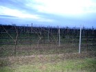 Morāvija ir tipisks vīndaru reģions 13