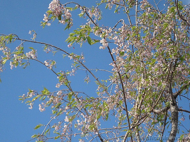 Ziedošā Sakura 33441