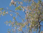 Ziedošā Sakura 15