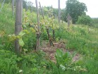 Sabiles Vīna kalns ir  ierakstīts Ginesa rekordu grāmatā, kā vistālāk uz ziemeļiem esošais vīna dārzs, kur brīvā dabā audzē vīnogas 3