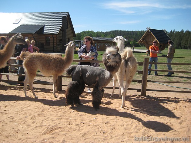 Draudzīgās Dienvidamerikas lamas, alpakas un gvanako 34063