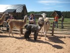 Draudzīgās Dienvidamerikas lamas, alpakas un gvanako 3