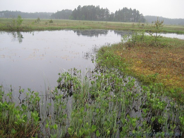 Rītli sūnu purvā ir sastopami arī nelieli ezeriņi 35078