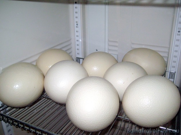 Strausa ola sver no 1,5 - 1,8 kg, un spēj izturēt uz tās uzkāpuša pieauguša cilvēka svaru 35643