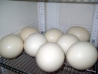 Strausa ola sver no 1,5 - 1,8 kg, un spēj izturēt uz tās uzkāpuša pieauguša cilvēka svaru 14