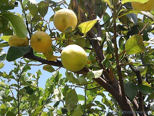 Noplūkt svaigu citronu no paša koka ir viennozīmīgi tīrā bauda. Pavisam drīz gatavas būs arī olīvas un granātāboli 35915